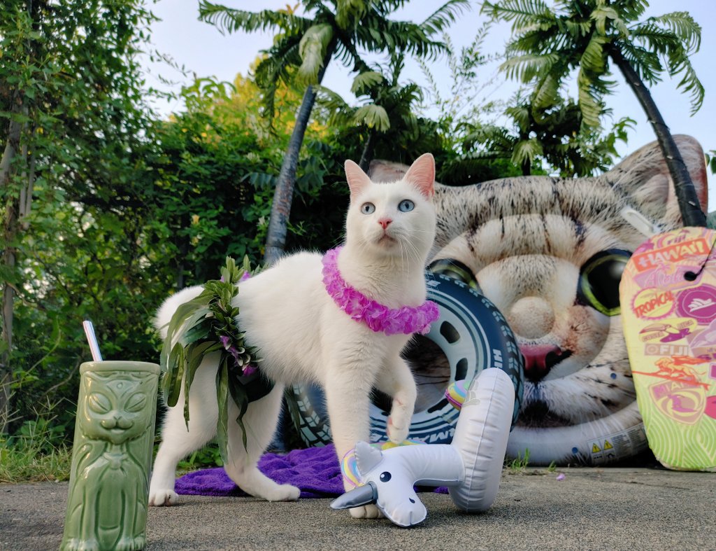 Thank mew to everyone who came to our Zoom purrthday pawty last night - we had our biggest audience yet! Congrats to our raffle winners! We were able to raise $1,200, which will help us pay for vet bills &amp; other medical needs. We appreciate your continued support! 🌸

#acrocats