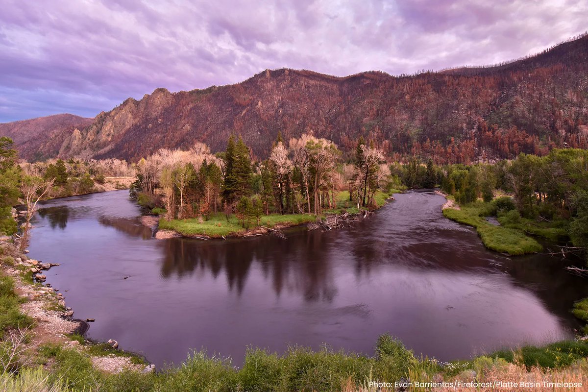 fireforestphoto's tweet photo. Summer of 2021. Storms, sediment, sun. Rain strikes the burnt slopes, which erode into the river, turning it black and suffocating fish. Still, the river runs. See the seasons of the Poudre River in this new photo essay: https://t.co/V0q0iiXlm6 https://t.co/A8nWZkB6Oy