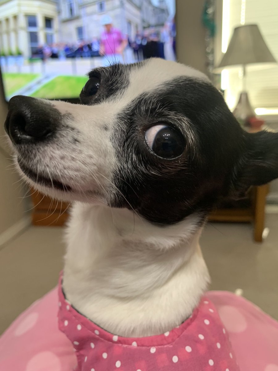 Puppymom91's tweet photo. I, Princess Di-Di am so excited to go on a long car ride today! Have a pawtabulous day, eberypawdiez! Loviez and kizziez! ❎🅾️💖😘💞🤗🌺🐾👑🚗😍 #carridesarethebest #dogsoftwitter #princessdidi #tripawdlife #tripawdchihuahua #rescuechihuahua https://t.co/BOvnzDbxCy