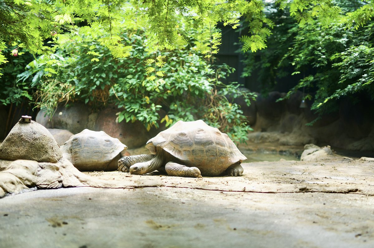 bearonearth's tweet photo. Zoo Day🦒
สวนสัตว์ Rotterdam Zoo ที่เมือง Rotterdam, Netherlands ก่อนไป ดูคร่าวๆใน google maps นึกว่าสวนสัตว์เล็กๆค่ะ พอไปถึงจริงๆใหญ่เลยนะคะ เดินเพลินๆก็หมดวันเกือบเดินไม่ทั่ว สัตว์เยอะ แยกเป็นโซน เดินง่าย มีแผนที่บอกตลอดทาง สวนสัตว์ที่นี่ได้เห็นสัตว์ใกล้มาก https://t.co/yFdoS43Ox6