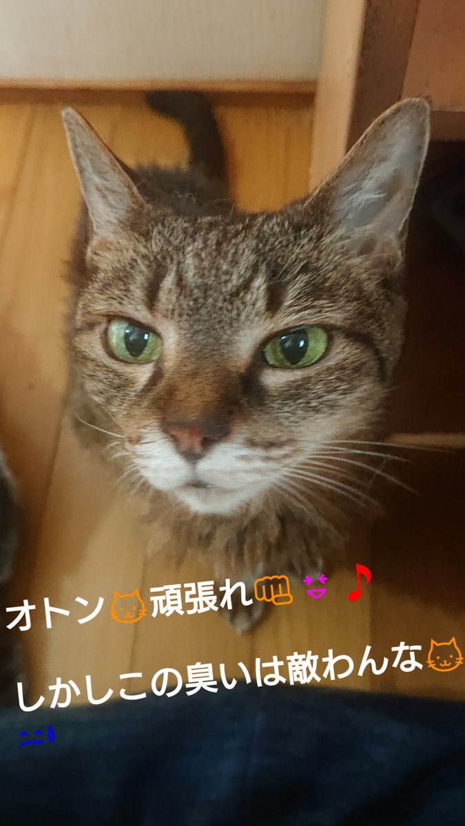 ロウジイ 職業ニュータイプ Orokamono Roji Twitter