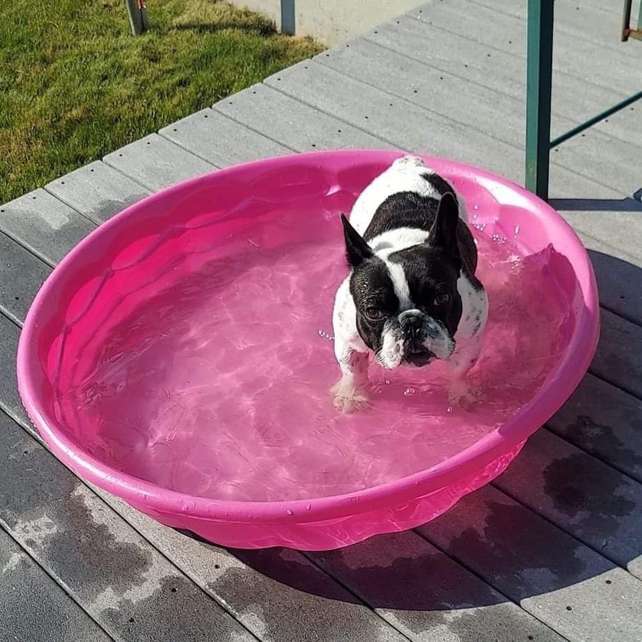 Anyone looking for a pool pal. Arthur's your man. Ready for adoption. Could that be you?
Learn more at: snortrescue.org/dog/arthur-2/