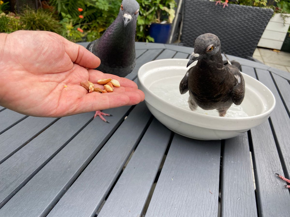 LWP_BirdRescue's tweet photo. Tweet your photos/videos of how you are helping wildlife cool off in this #Heatwave2022 💚🙏😊 https://t.co/k5QDINtYuL