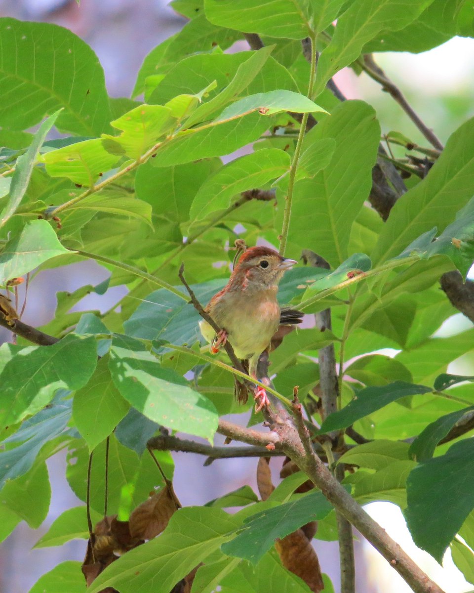 I’m excited to present a part of my thesis research at #NACCB2022! Join me on Tuesday at 1:30pm in Silver Baron 2 &amp; 3 to learn about Bachman’s Sparrow habitat selection!