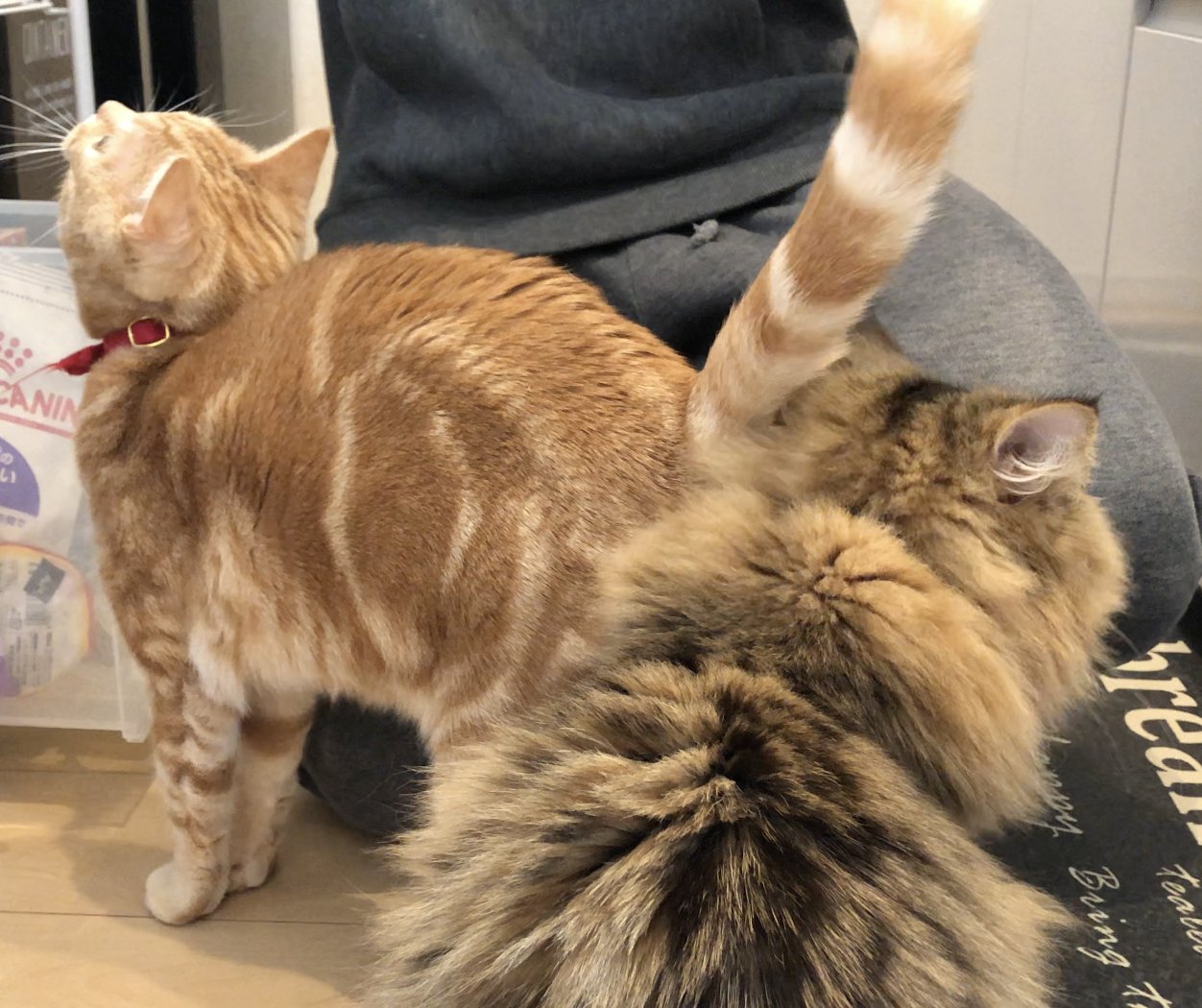 すずめる 今日の猫知識 猫のしっぽの動き理解してますか ピンと垂直に立てていたらご機嫌状態 甘えたいときや要求があるときはピンと立てて飼い主に近づいてきます ごはんやおやつのときに多いのではないでしょうか さらにブルブルとしっぽを