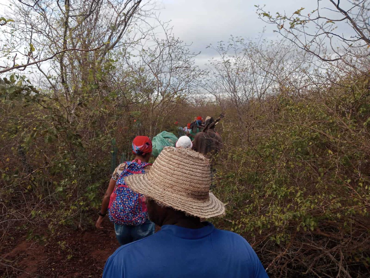 ✊🏾🌱🚩 Na madrugada deste domingo  (17), 160 famílias Sem Terra na Bahia ocuparam a Fazenda Rosarinho, em Rafael Jambeiro/BA.

Com a volta da fome no país, as famílias ocupam a terra para sobreviver e poder produzir alimentos.

#OcuparParaAlimentarOBrasil #PorTerraTetoEpão