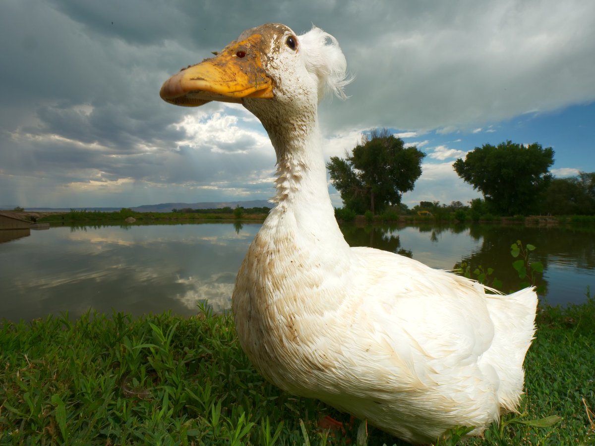 DuckFoodBot's tweet photo. sure I'll wash my face, but only after you send me noms

RT to get the duck to wash her face https://t.co/bCx4zPvQWf https://t.co/58cDUEsfyO