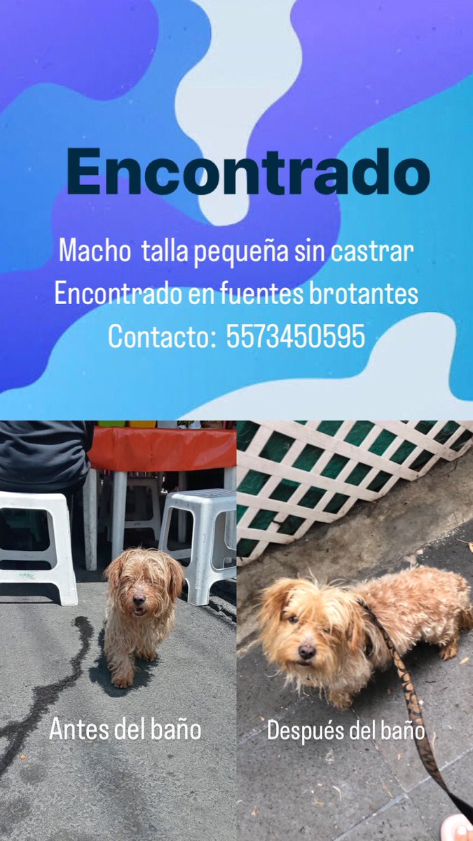 MayraEsRobles's tweet photo. Perrito encontrado en Tlalpan Fuentes Brontantes, talla pequeña macho, urge encontrar a sus dueños @TlalpanVecinos @PrrosPerdidosMX @UbicapetMexico @PpEncontradosMx @TlalpanAl https://t.co/tV4TI2JvxL