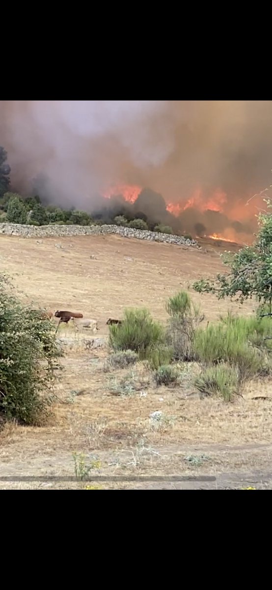 Sacando a nuestros animales de los cercados!!! Angustioso, desolador, impotencia y miedo, mucho miedo, un horror y un infierno lo vivido!!! Gracias a todos!! No hemos podido contestar a todos pero mil gracias de corazón!!!