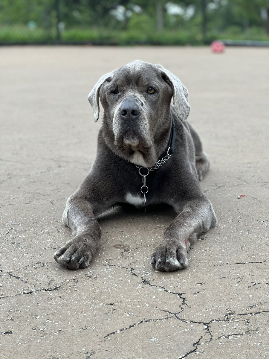 Malgorzattaa's tweet photo. Lazy Sunday at the dog park. #Pluto #dogsarefamily #Dog #CanCorso #Sunday https://t.co/HAUde7TwtP