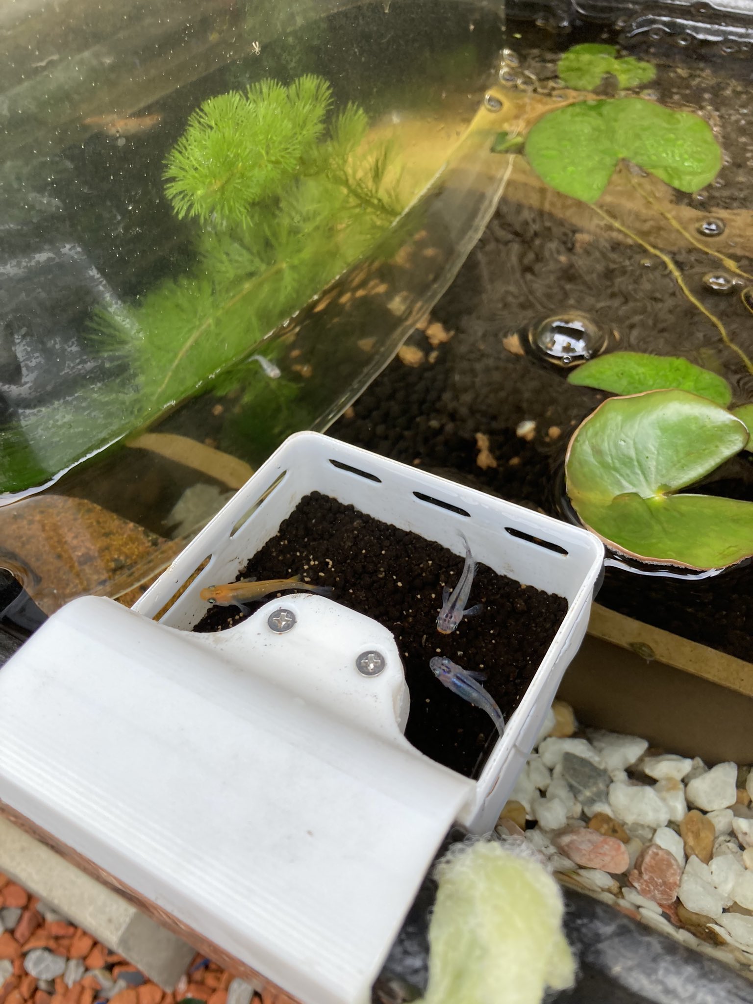 にくたま 餌箱が出来ました 少し小さすぎたかかな 穴もちいさかったけど 大きいメダカに全部食べられて小さいメダカが餌食べられないから 入り口を大きくした餌箱も作成して 小さいメダカが邪魔されないようにしよう 餌をパクパク食べるメダカは可愛