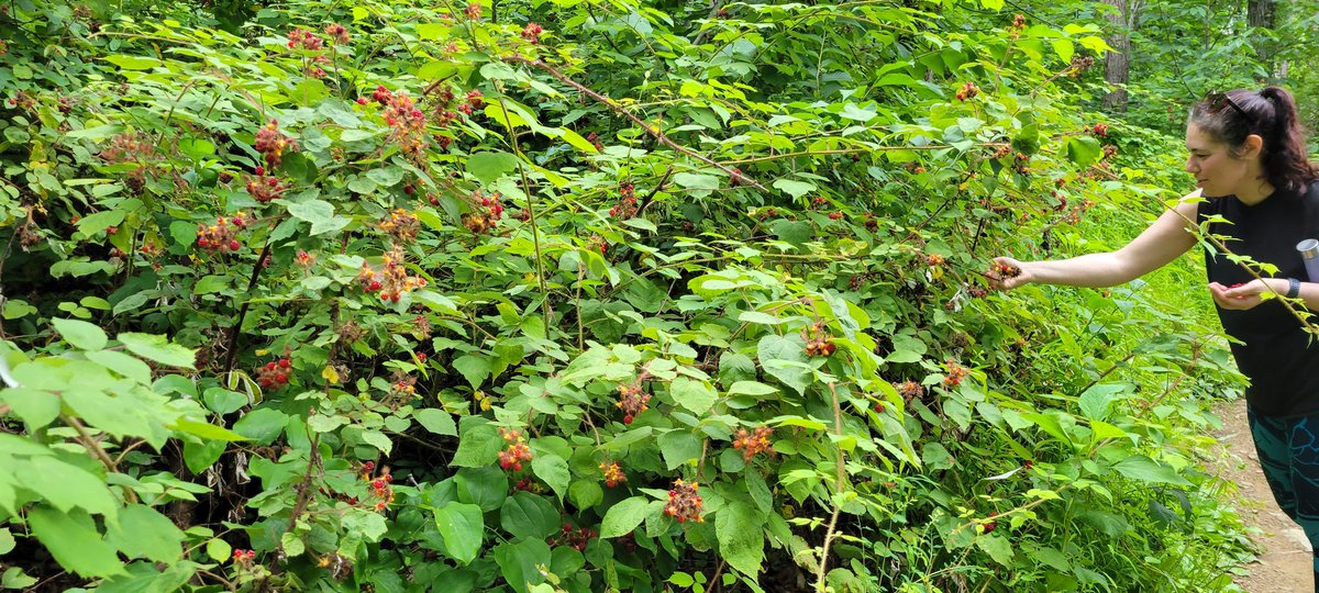 mcibellis's tweet image. #raspberrypicking 2022
