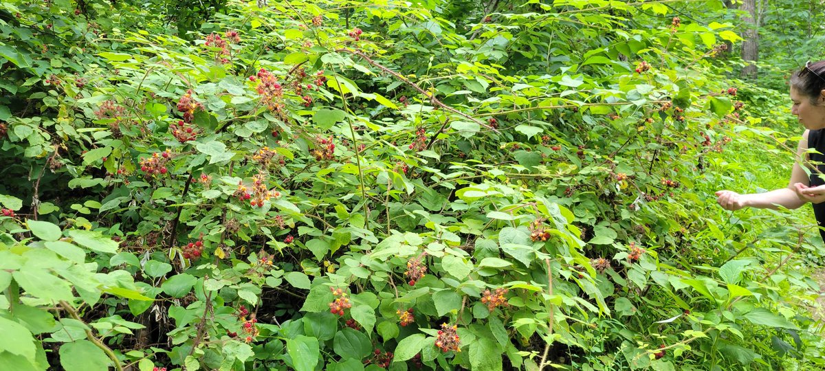 mcibellis's tweet image. #raspberrypicking 2022