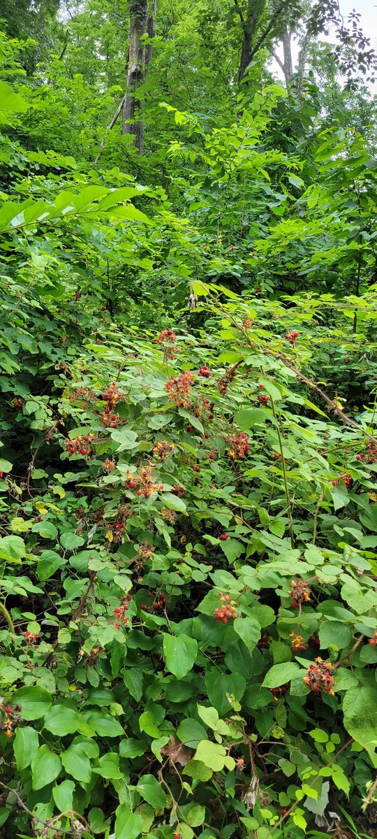 mcibellis's tweet image. #raspberrypicking 2022