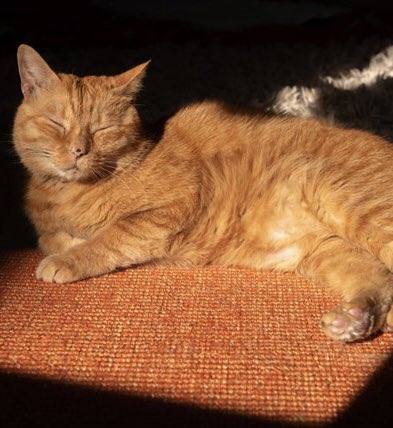 Alanoudstar9's tweet photo. This is Meet Murtaugh the inspiration behind Stray , The stray cat adopted by co-founders  of the game . feline hero , top top of cuteness ..😻

 #Stray https://t.co/Wv2CC0fx6c