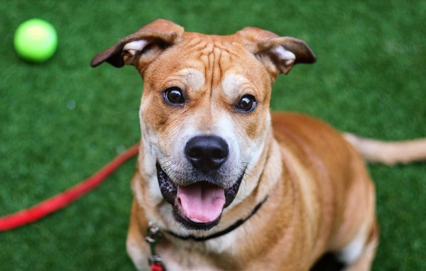 psychicwhisper3's tweet photo. 🆘BACON🥓💔Lost His Owner &amp; Home Don't
Let Him Lose His Life💔😭#NYCACC #121195
This Boy💞Everyone People,Kids,Toys,🐈&amp;🐕
This Lovely Guy Needs A N.East #Foster Or #Adopter For Cuddles &amp; Puppy Lessons 🥰
Top Of The EUTH List Now Please Help Him🙏
VLow #Pledges #SaveBacon From☠️ https://t.co/LLSQ4jlZ7e