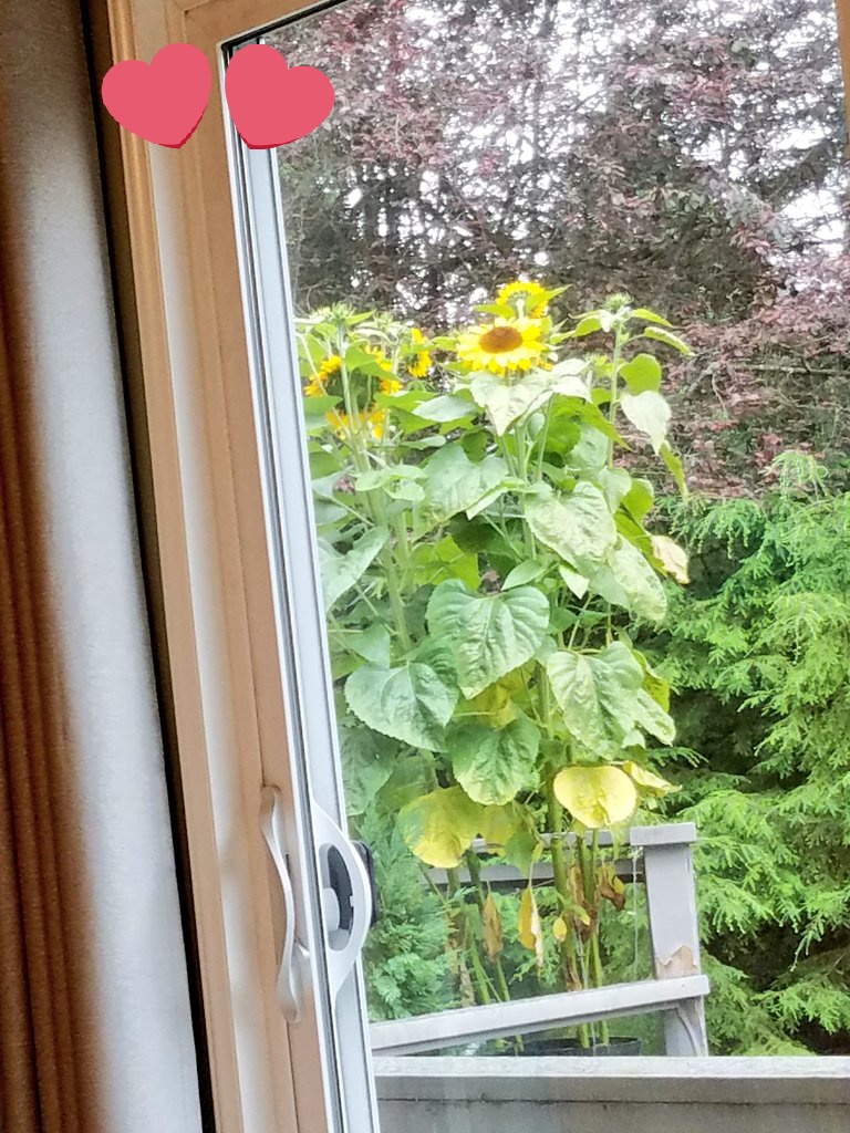 Awful icky feeling stuff with my breast cancer but I know I have a beautiful sunflower growing again - for the 3 year in our garden.