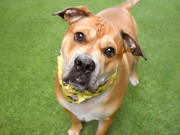 psychicwhisper3's tweet photo. 🆘BACON🥓💔Lost His Owner &amp; Home Don't
Let Him Lose His Life💔😭#NYCACC #121195
This Boy💞Everyone People,Kids,Toys,🐈&amp;🐕
This Lovely Guy Needs A N.East #Foster Or #Adopter For Cuddles &amp; Puppy Lessons 🥰
Top Of The EUTH List Now Please Help Him🙏
VLow #Pledges #SaveBacon From☠️ https://t.co/LLSQ4jlZ7e