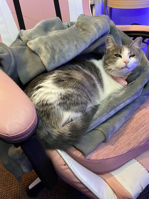 Hola, como les hab&iacute;a comentado esta semana tendr&eacute; quimioterapia. Espero poder recuperarme cuanto antes<a href="/tag/vtuberes"class="tags"><span>#vtuberes</span></a>