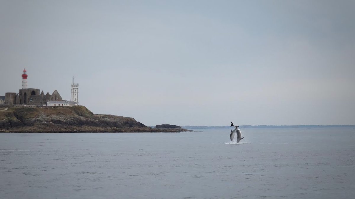 Des phares et des dauphins… #MagnifiqueBretagne #lighthouse #dolphins