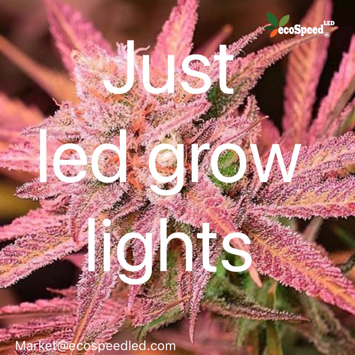 laura1382310's tweet photo. For cannabis led grow https://t.co/wPtcPAw9ax me here.#led #growlight https://t.co/kWJKUS2ZRS