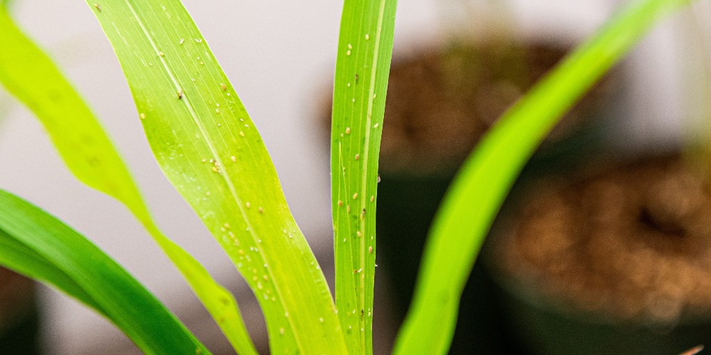 KState's tweet photo. Seek Sunday: Entomologist &amp; doctoral student Ivan Grijalva is developing an easier way for growers to identify a major pest: sugarcane aphid. #KState
--
Find out how Grijalva is using artificial intelligence in the spring 2022 issue of Seek magazine at https://t.co/kECGpIrjoJ. https://t.co/yE1DOJOIHy