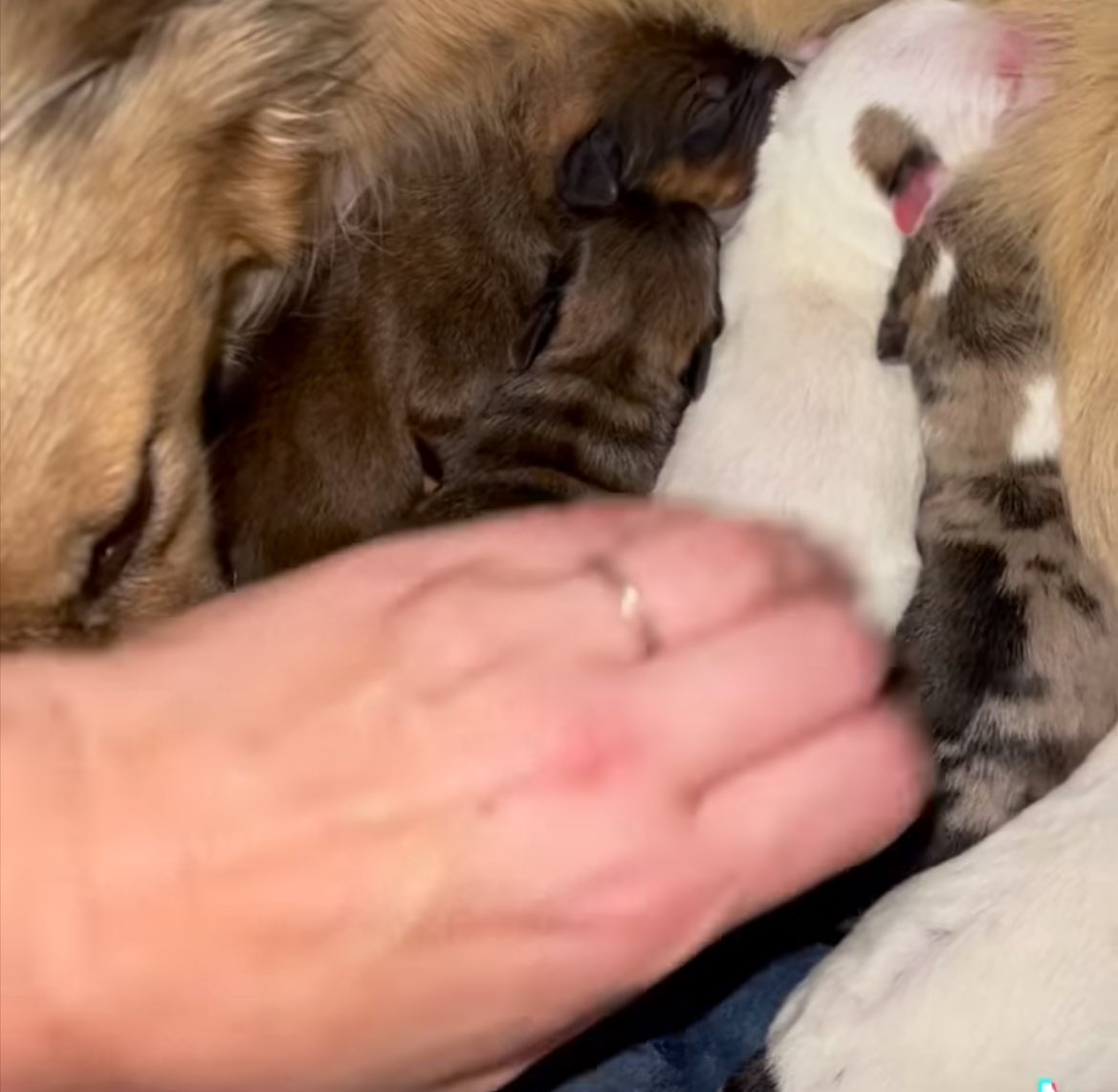 TNProverbs1210's tweet photo. Unclaimed stray delvers her “ last” litter in Proverbs’ foster care. The cycle stops here. Auden, your life is forever changed.
#LifeGuardsAtWork
https://t.co/OoXGHftDun https://t.co/lhyLe0x310