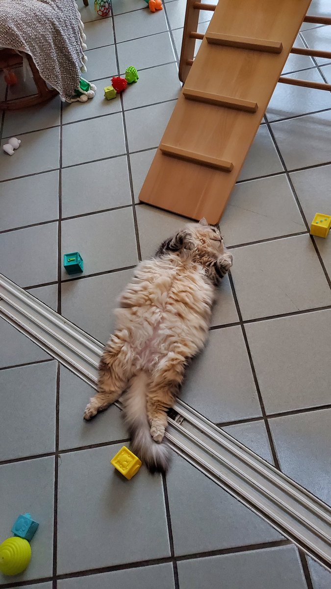 Aurorepolaires's tweet photo. Je sais qu'elle vous a manqué #Nikitathecat https://t.co/INFpftn2Mp