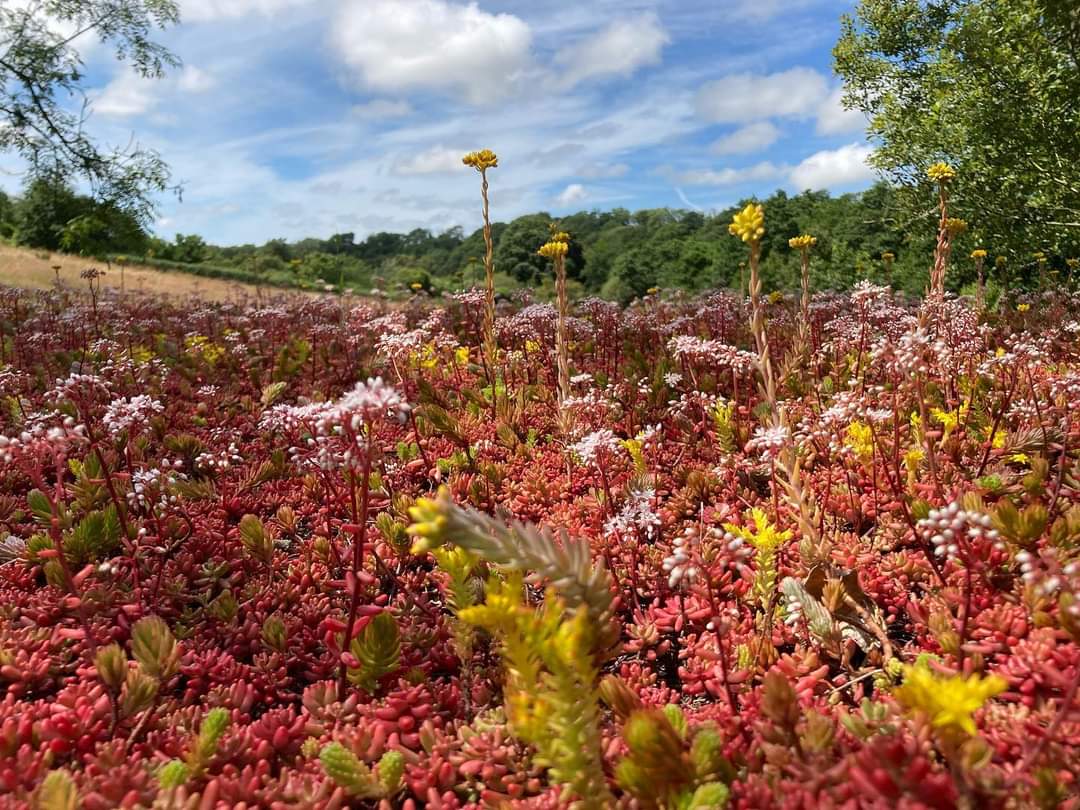 The living roof on this hexagon bird hide we created last Autumn has sprung into life and is teaming with colour and wildlife- and the larch is slowly silvering and settling into its  environment 💚 Swipe 👉