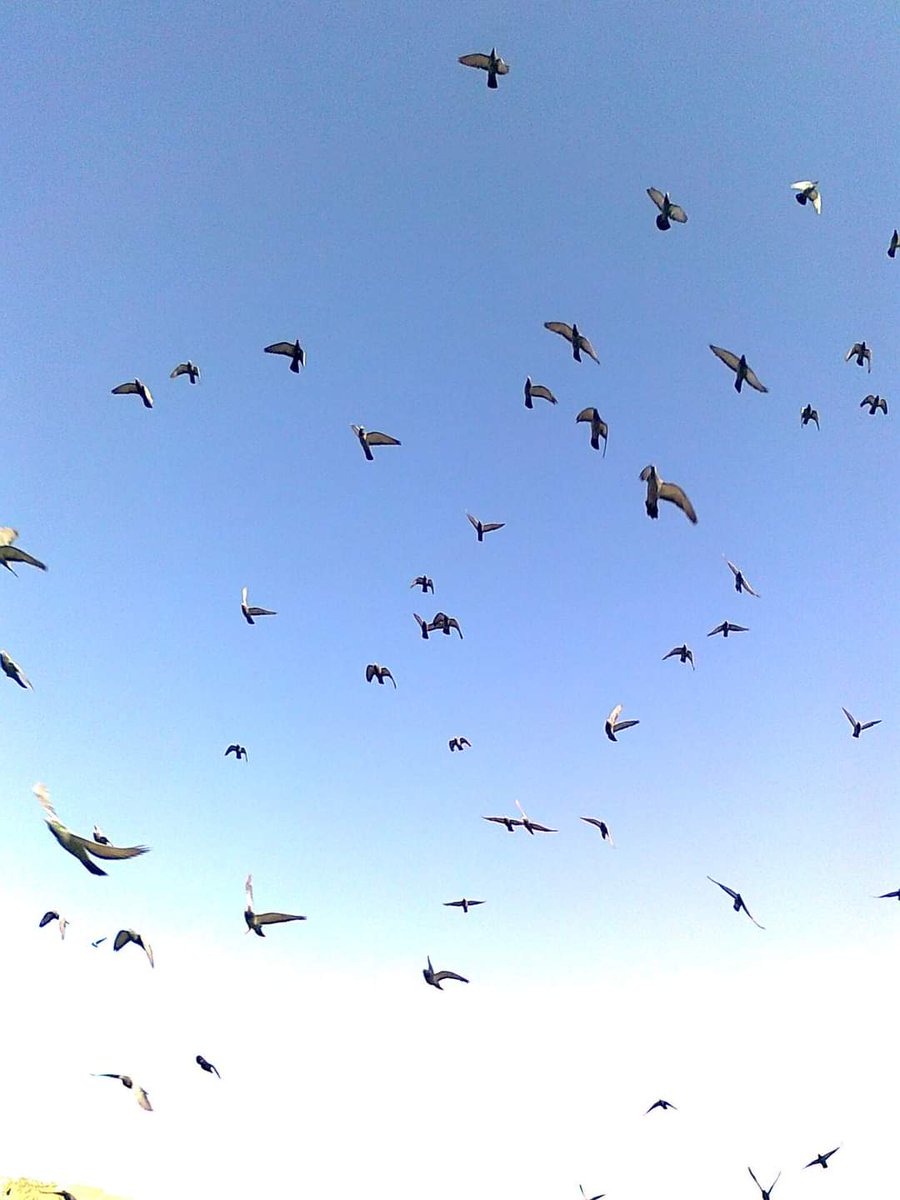 Did Appa know I was ploughing through a Georgette Heyer. If he knew I was finding it tiresome he would have been happy. Roma had told me to skim-read the boring parts and then slow down when the juicy bits arrived.
#fiction #YA #kerala #romance
#blog
viewfromthetopofthetank.blogspot.com/2022/07/fishy-…