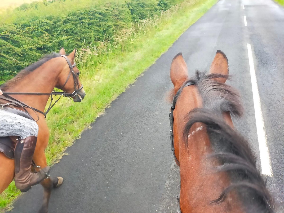 AmandaPRComms's tweet image. Out this morning at 8am before the heat 🔥 and pesky flies 🪰

Stay cool 😎 everyone and look after your pets 🐴 #heatwave #heatwavetips