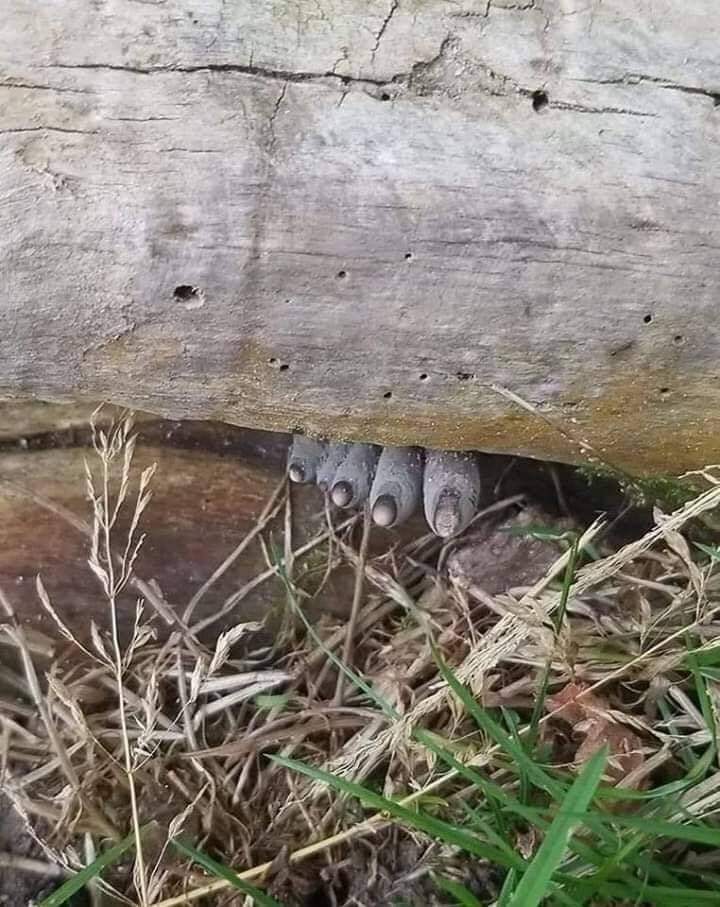 RincnCuriosoo's tweet photo. Conocido como 'dedos de muerto', el hongo Xylaria polymorpha es sin duda uno de los miembros más peculiares del extraordinario reino fungi. https://t.co/T5mC9MMnNN