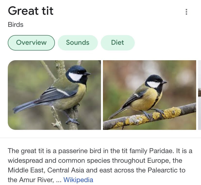 kirawontmiss's tweet photo. who tf is naming these birds??? 💀 https://t.co/YL2QT3OAbh