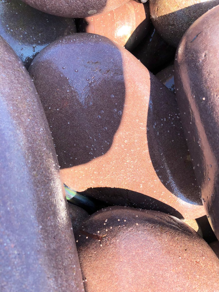 Jordan Sutton (@jordan_biology) on Twitter photo Sizeable population of #capelin spawning in freshwater bay over moderately large rocks? I’m no expert but that’s not a typical substrate choice🤔. Eggs were adhered to the rocks in the intertidal zone! <a href="/FishWithJess/">Jessica Randall</a> and I decided to take a little dip with the remaining survivors Sizeable population of #capelin spawning in freshwater bay over moderately large rocks? I’m no expert but that’s not a typical substrate choice🤔. Eggs were adhered to the rocks in the intertidal zone! <a href="/FishWithJess/">Jessica Randall</a> and I decided to take a little dip with the remaining survivors