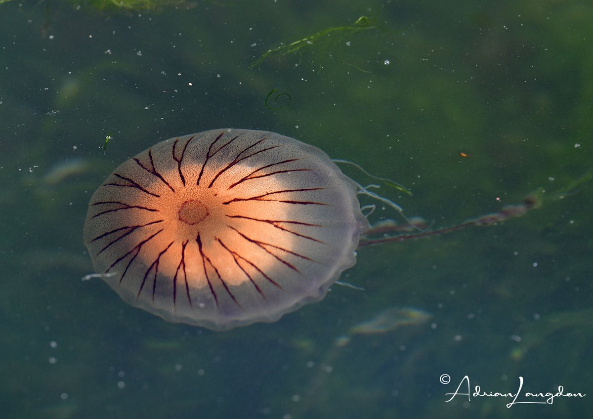 Adrian Langdon tweet media