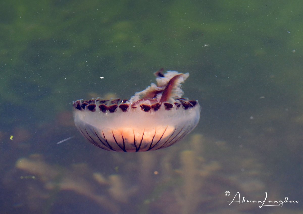 Adrian Langdon tweet media