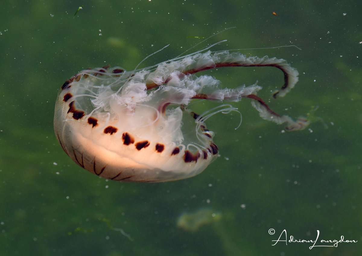 Adrian Langdon tweet media