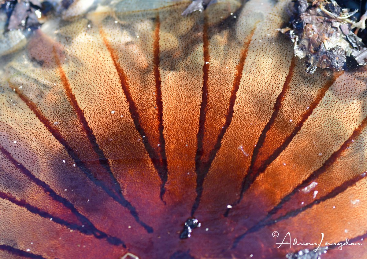 Love the photogenic Compass Jellyfish but keep your distance they are "stingers"! #wildcornwall @CwallWildlife <a href="/CBWPS1/">Cornwall Birds</a> <a href="/BobBosisto/">Bob Bosisto</a> <a href="/camelbirder/">Derek Julian</a> <a href="/Kernowringer/">Peter Roseveare</a> <a href="/CarolynCadman/">Carolyn Cadman 〓〓</a> <a href="/JasminaGoodair/">Jasmina Goodair</a> <a href="/cornwallsealGRT/">Cornwall Seal Group Research Trust</a> <a href="/BBCSpringwatch/">BBC Springwatch</a> <a href="/BTO_Cornwall/">British Trust for Ornithology in Cornwall 〓〓</a> <a href="/LooeMCG/">LooeMCG</a> <a href="/newquayseasafar/">newquay sea safaris</a> <a href="/NewquayMarine/">NewquayMarine Group</a>