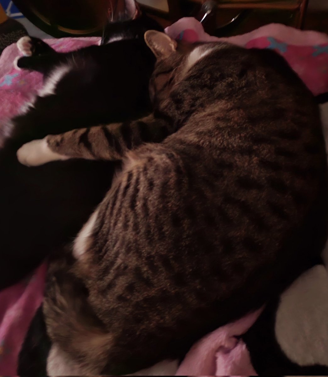 BiggieandEd's tweet photo. We've been hanging out together.  It's baffling Catmom. #gettingalong #twotogether #CatsofTwittter https://t.co/Eo8fkUZNFO