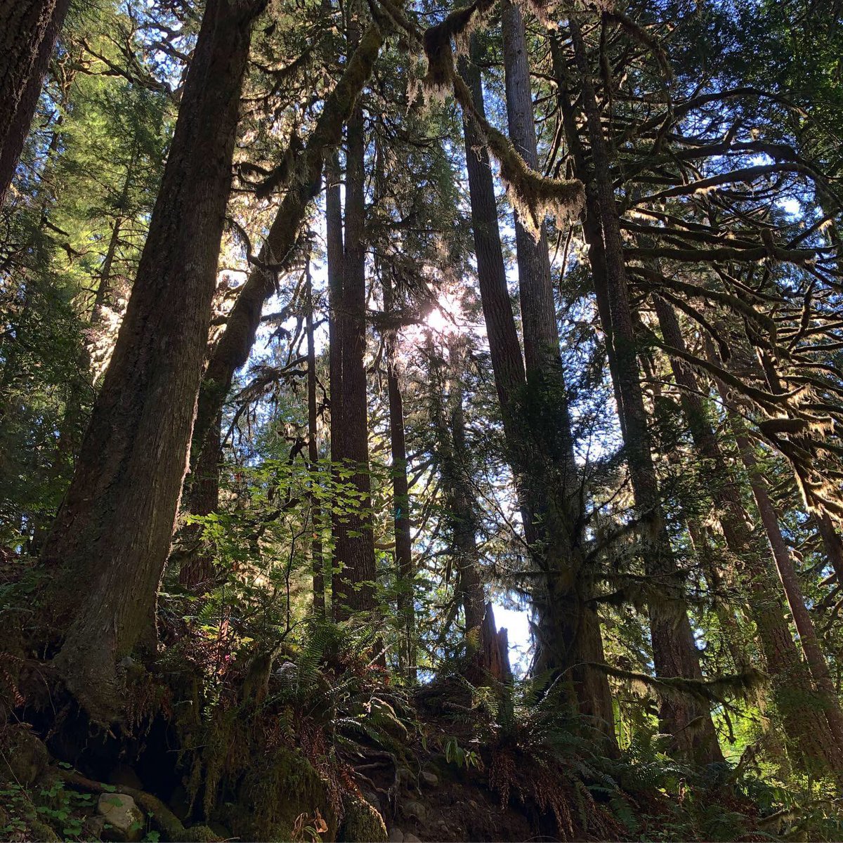 “Heaven is under our feet as well as over our heads.”

—Henry David Thoreau