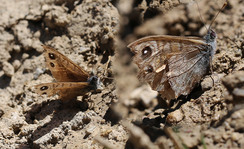 Trakel'de türün 3. karesi;

trakel.org/kelebekler/?fs…