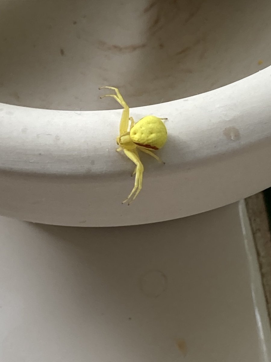 Mumbleys's tweet image. Found a very exotic looking crab spider in the kitchen. It had been hiding in a sunflower, thus the glorious colour, I believe ….