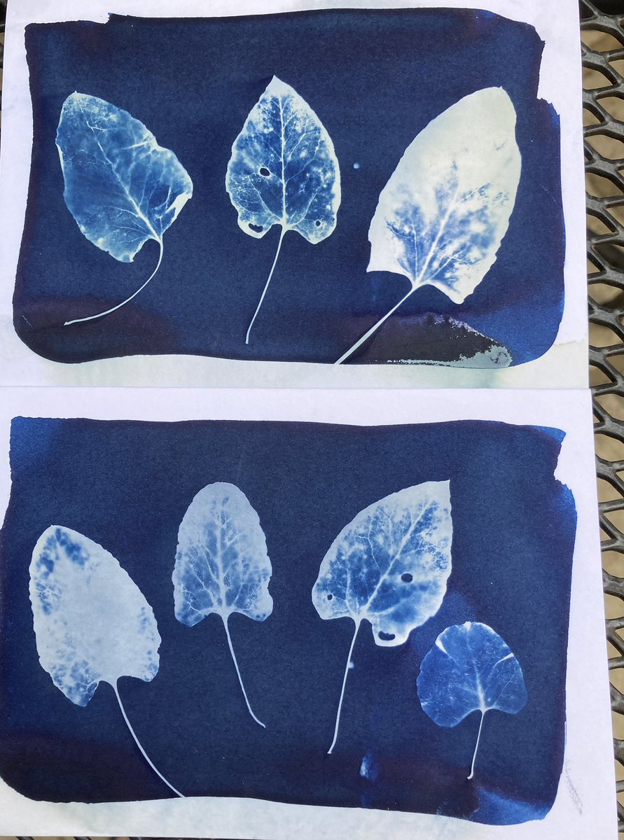 secretartistNW5's tweet photo. This strong sun has got me out with creating cyanotypes again. Here are a couple of prints using leaf skeletons I collected last week. #cyanotypes #sunprints #prints #printing @cyanotypeprints @art_in_brighton https://t.co/rnMLiTGiXu