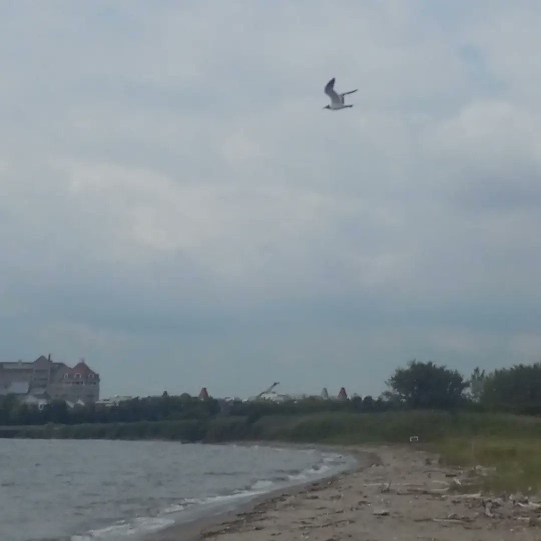 EleanaLittle's tweet photo. Caven Point bird walk! It's critical to maintain this precious resource as a state park for the public and for birds, instead of giving it away to the nearby golf course for millionaires and billionairesโonly for this habitat to be destroyed. #SaveCavenPoint #saveLSP https://t.co/7UiOJO2kJa