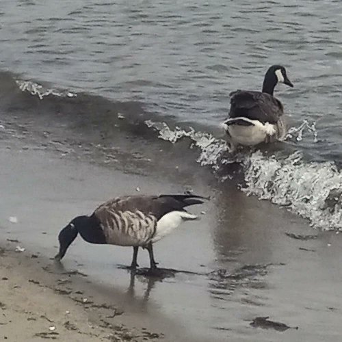 EleanaLittle's tweet photo. Caven Point bird walk! It's critical to maintain this precious resource as a state park for the public and for birds, instead of giving it away to the nearby golf course for millionaires and billionairesโonly for this habitat to be destroyed. #SaveCavenPoint #saveLSP https://t.co/7UiOJO2kJa