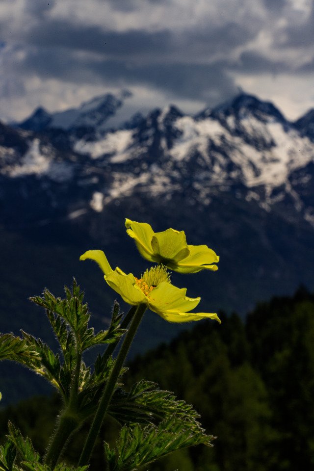 Fernand92542445's tweet photo. Good Evening Friendsπ
#flowers #wildfowers #mountains #landscape #alps #nature #globeflower #AlpineHauteRoute #photography #originalphotography #photographer #PhotoOfTheDay https://t.co/p06b8LhTcd