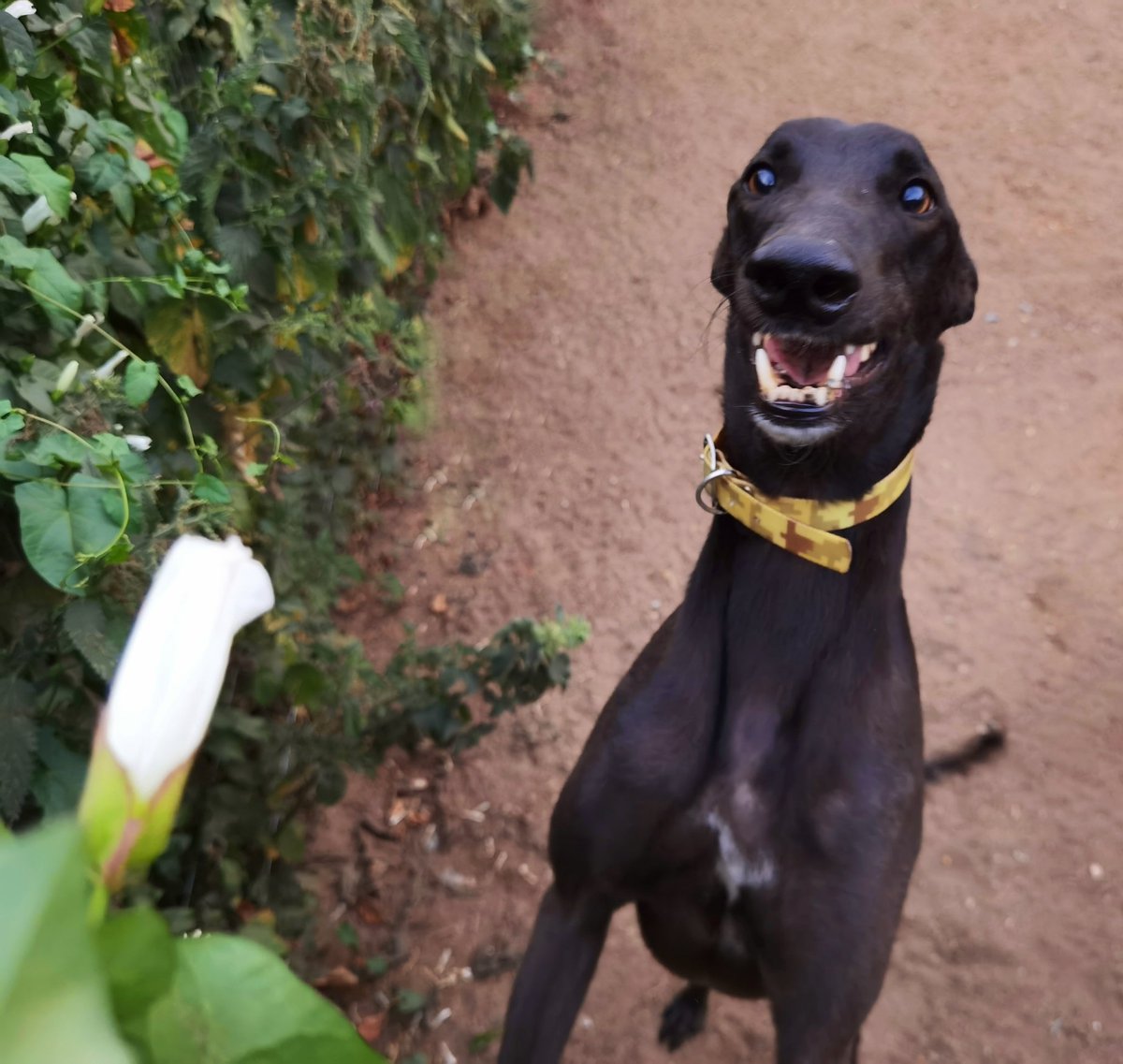adachikennels's tweet photo. Basil a happy chap on his late let out this evening 😊

#adachikennels #TeamBrowne #bazookagun #Basil #latepaddocking https://t.co/OQSpiwWk3o
