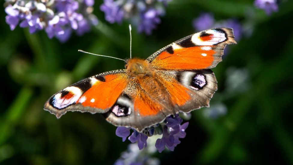 People are being encouraged to count the number of butterflies they see - as part of efforts to protect them from extinction. #BigButterflyCount #CountThemToSaveThem #naturelovers