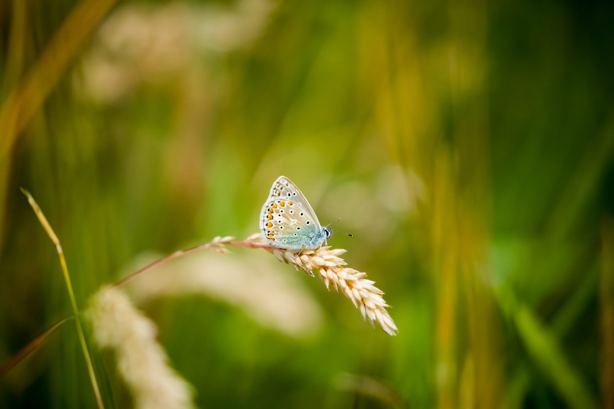 The butterflies enjoying the heat #wildlifephotography #butterfly