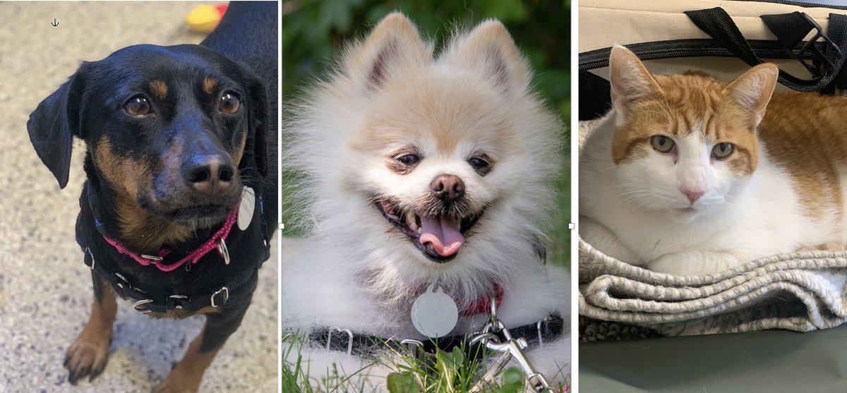 ScituateAnimalS's tweet photo. We know  SOMEONE out there has a home for these 3 best friends who've lost everything.
We don't want them to lose each other, too! 
Please share to spread the word! 🙏🙏🙏
https://t.co/288xVRIHiA

#DogsofTwittter https://t.co/PsTIrTAmw7